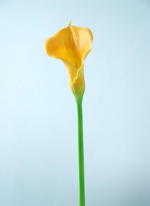 田園家居裝飾新選擇 馬蹄蓮與慈菇花PU仿真花廠家直銷指南