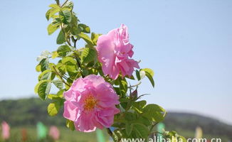 花中皇后 大馬士革玫瑰精油的全面指南——價(jià)格、廠家、圖片與苗木種植