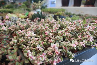 八里橋市場水產(chǎn)花卉廳重裝開業(yè)，市場搬遷計(jì)劃暫緩引關(guān)注